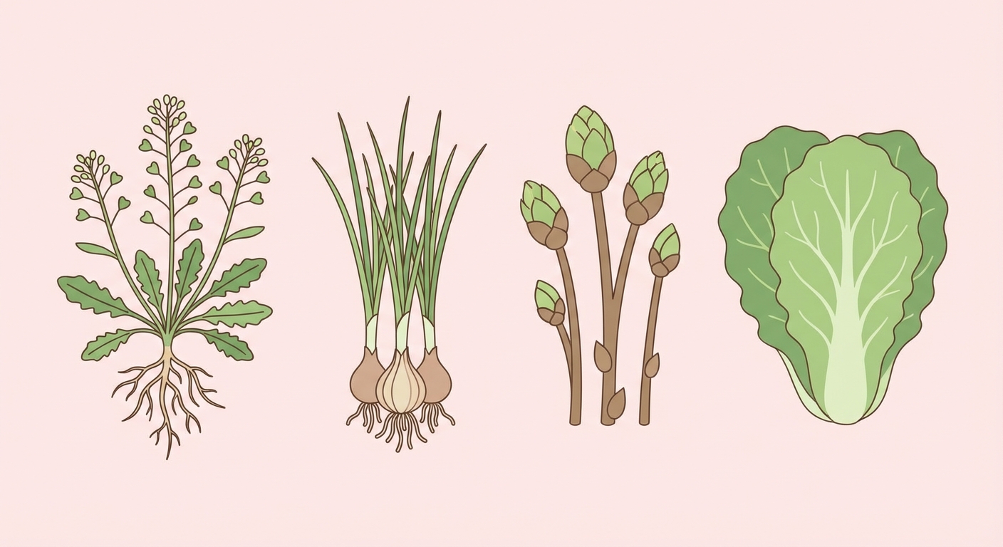 냉이, 달래, 두릅, 봄동 네 가지 봄나물 일러스트